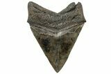 Serrated, Fossil Megalodon Tooth - South Carolina #307548-1